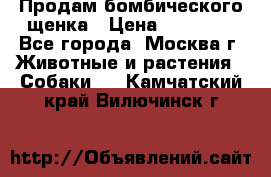 Продам бомбического щенка › Цена ­ 30 000 - Все города, Москва г. Животные и растения » Собаки   . Камчатский край,Вилючинск г.